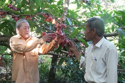 Trồng giống mận "lạ" ở quê, trái ra từng chùm, người mua tới tấp