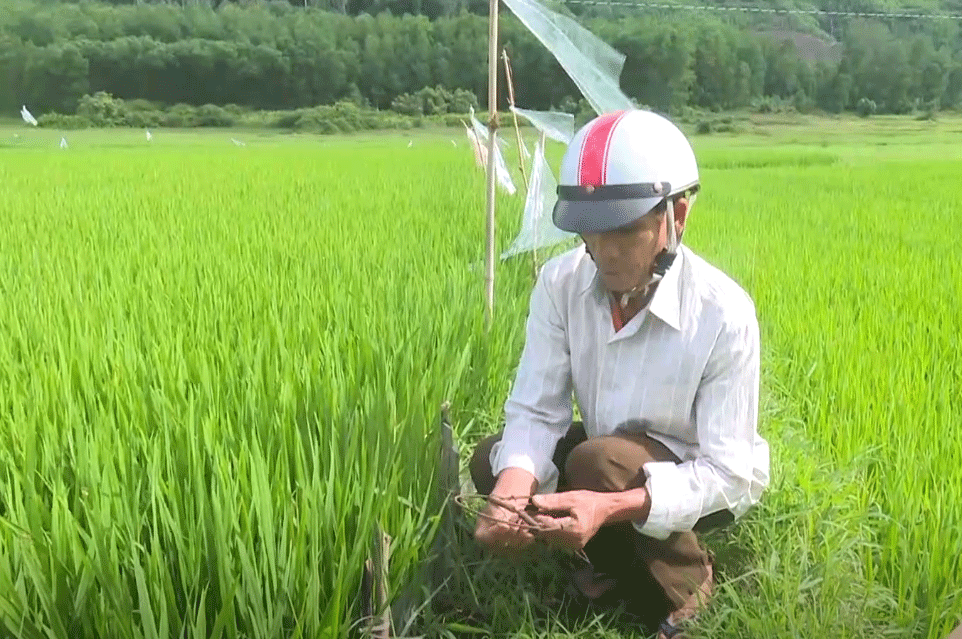 'Dịch' chuột tàn phá hàng ngàn héc ta lúa