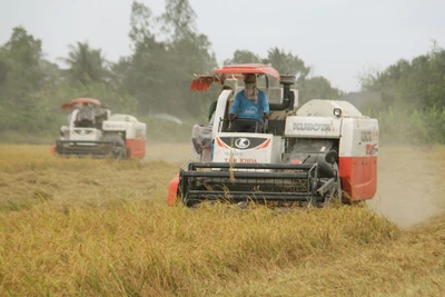 Thế giới cần 3,7 triệu tấn gạo, tăng tốc ở vụ lúa hè thu, thu đông