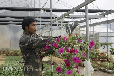 Cho hoa ở trong nhà kính, lãi hơn 200 triệu đồng mỗi năm