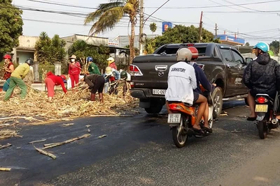 Bất chấp tính mạng đổ xô nhặt mía rơi vãi trên quốc lộ 14