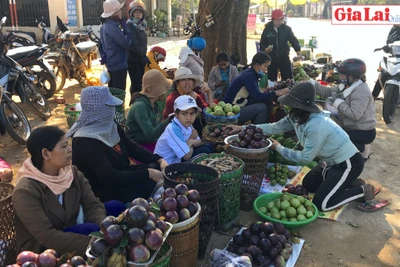 Ngọt thơm vú sữa làng ta