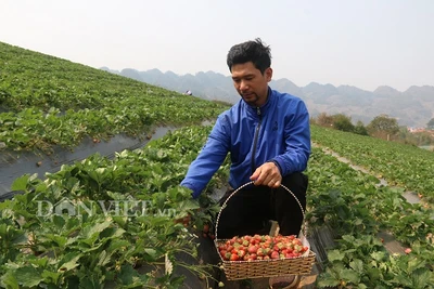 Bỏ lương 8 triệu về trồng dâu tây, "soái ca" nhà người ta lãi nửa tỷ