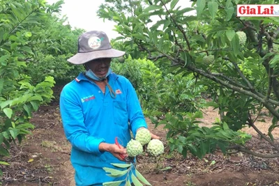 Na ngọt trên đất Kông Yang