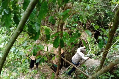 Đắk Nông: Tìm thấy thi thể thanh niên mất tích trong rừng sâu