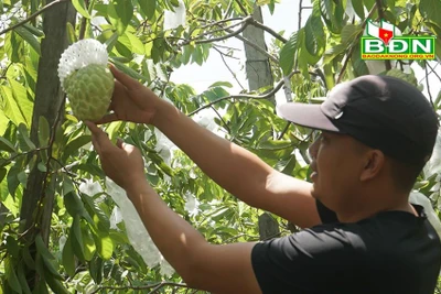 Đắk Nông: Trồng thứ na lạ, ra trái "khổng lồ", ai vào vườn cũng mê tít, thương lái tranh nhau mua