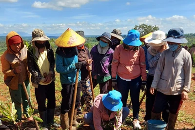 Mang Yang phát động trồng cây nhớ ơn Bác Hồ