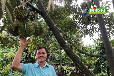 Đắk Nông: Câu lạc bộ có 19 nông dân toàn nhà giàu nhờ trồng thứ cây đặc sản ra trái tua tủa gai nhọn