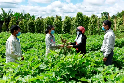 Pleiku: Tiếp sức nông dân làm giàu