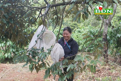 Đắk Nông: Trồng 90 cây sầu riêng ghép, hái hàng chục tấn trái, giá sầu riêng giảm vẫn lời 350 triệu