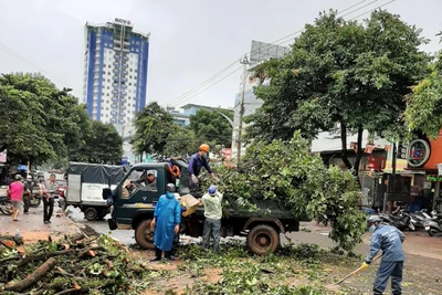 Pleiku: 3 cây xanh ngã đổ do mưa lớn