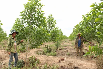 Chư Pưh đẩy mạnh giao khoán quản lý, bảo vệ rừng