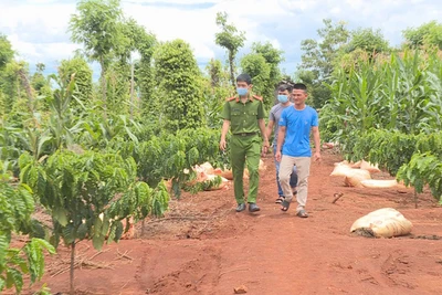 Bắt giữ thanh niên chặt phá cây trồng