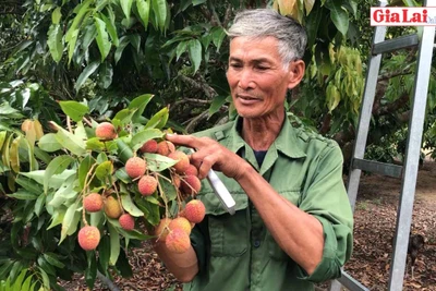 Sró chú trọng phát triển cây ăn quả