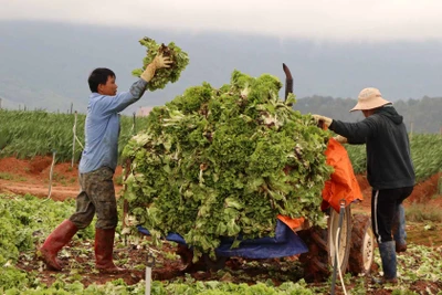 Lâm Đồng: Xót xa nông dân vứt bỏ rau, hoa vì càng bán càng lỗ nặng