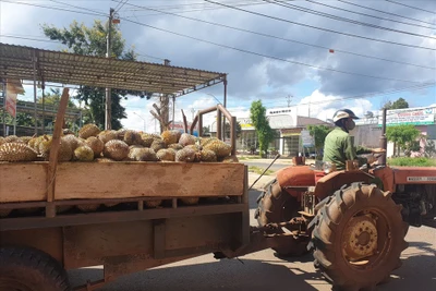 Đắk Lắk không cấm thương lái, doanh nghiệp đến thu mua nông sản