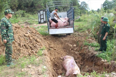 Dịch tả lợn Châu Phi nguy cơ xâm nhập vào VN có lây sang người?