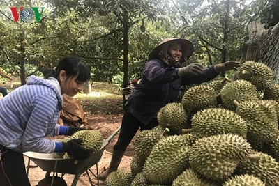 Đắk Lắk: Sầu riêng được mùa, giá cao kỷ lục