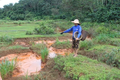 Đắk Nông: Dân lo lắng vì nước ở suối biến thành "màu đỏ" bất thường