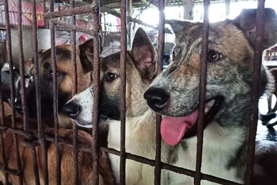 "Cầy tơ thời hội nhập(*): Bổ béo đâu cứ là thịt chó!