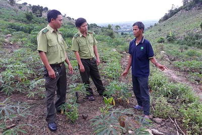 Ia Pa đẩy nhanh tiến độ trồng rừng