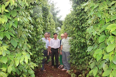 Liên kết sản xuất và tiêu thụ hồ tiêu: Hiệu quả cao, bền vững