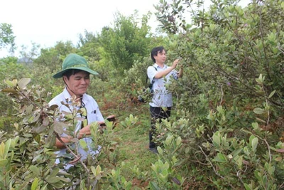 Đánh thức Bùi Hui