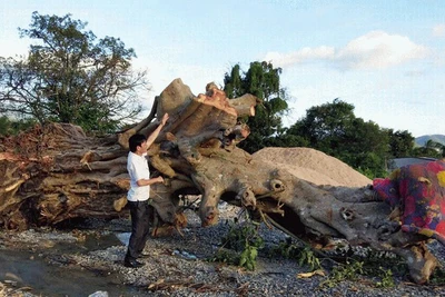 'Chảy máu' cổ thụ Tây nguyên