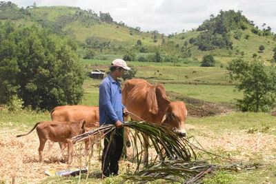 Kông Chro: Nâng cao hiệu quả sản xuất nông nghiệp