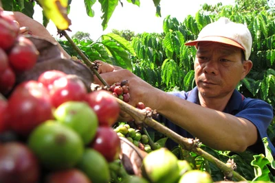 Giá càphê thấp kỷ lục, chưa vào vụ mới nhà nông đã lo thua lỗ