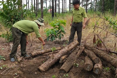 Lâm Đồng: Đề nghị điều tra xử lý nghiêm vụ chống đối, hành hung cán bộ tuần tra, bảo vệ rừng