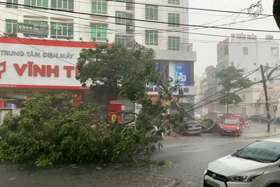 Pleiku mưa lớn nhiều cây xanh gãy đổ vào ô tô, xe máy