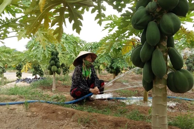 Phú Yên: Trồng đu đủ giống lạ, cây thấp tè đeo trái quá trời, hái bán 60 tấn, lãi 250 triệu đồng