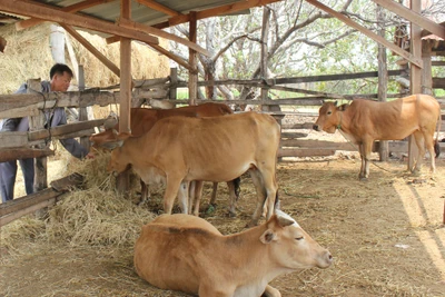 Đắk Lắk: 168 thôn, buôn có dịch bệnh viêm da nổi cục trên trâu bò