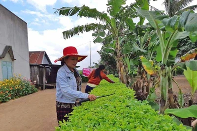 Làng Jun khởi sắc