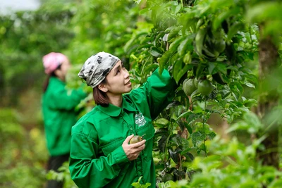 Gia Lai thu hút nguồn lực phát triển nông nghiệp