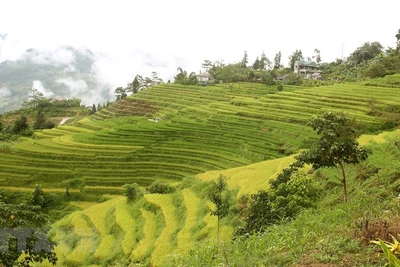 Quyến rũ mùa vàng trên cánh đồng Mường Khương ở Lào Cai