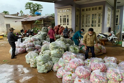 Lâm Đồng mỗi ngày hỗ trợ TP. Hồ Chí Minh hơn 200 tấn rau, củ, quả