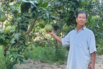 Phú Yên: Trồng vườn cây ăn trái đặc sản bán cho siêu thị lớn, ông nông dân này khá giả hẳn lên