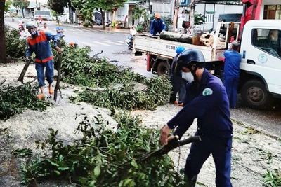 Pleiku: Thêm 10 cây xanh ngã đổ do mưa lớn