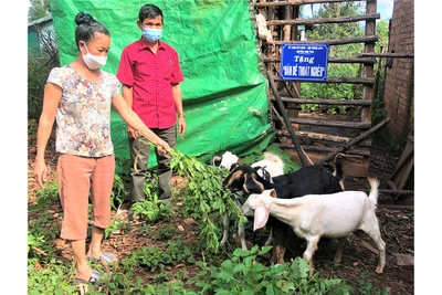 Chư Păh tạo sinh kế cho đồng bào dân tộc thiểu số