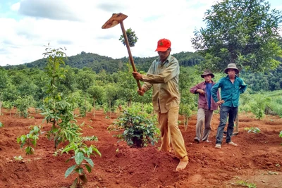 Đak Đoa: Tái canh gần 2.000 ha cà phê