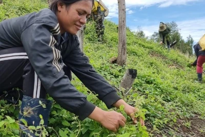 Kon Tum: Ở nơi này trồng thứ sâm bò dưới đất, mọi năm thương lái tranh nhau mua, năm nay vắng lặng như tờ