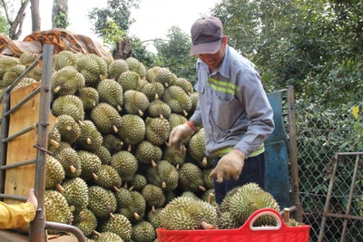 Thông tin giá sầu riêng ở Đắk Lắk rớt thê thảm là không chính xác