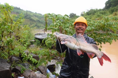 Săn "cá khủng" dưới chân đập thủy điện Sê San 3