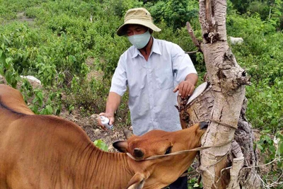 Tiêm vắc xin trên diện rộng: Giải pháp ngăn chặn bệnh viêm da nổi cục