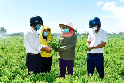 Nông dân Phú Thiện làm giàu nhờ vốn vay ưu đãi