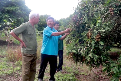 Cựu chiến binh Krông Pa tích cực giúp nhau phát triển kinh tế