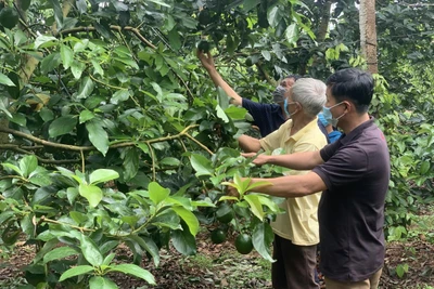 Đắk Lắk: Bơ booth hết thời rồi hay sao mà ở đây nông dân thẳng tay chặt bỏ?