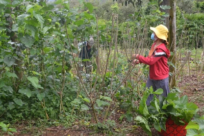 Đắk Nông: Trồng tiêu, trồng cà trong nhà "lúc nóng, lúc lạnh", nuôi con chỉ ăn lá nhả tơ lại yên tâm có tiền